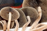 Panaeolus subbalteatus image