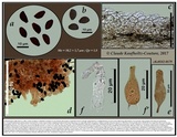 Psathyrella rigidipes image