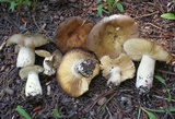 Russula aeruginea image