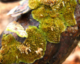Trichaptum abietinum image