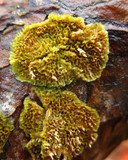 Trichaptum abietinum image
