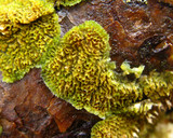 Trichaptum abietinum image