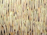 Ramaria stricta image