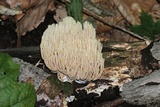 Ramaria stricta image