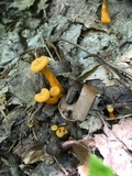 Cantharellus ignicolor image