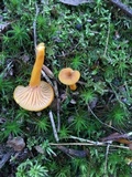 Cantharellus ignicolor image
