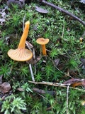 Cantharellus ignicolor image
