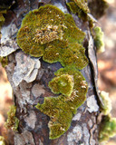 Trichaptum abietinum image