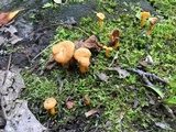 Cantharellus ignicolor image