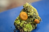 Cortinarius semisanguineus image