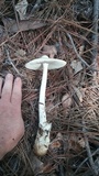 Amanita williamsiae image