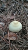 Amanita williamsiae image