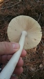 Amanita williamsiae image