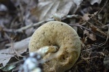 Leccinum holopus image