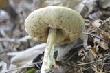 Leccinum holopus image