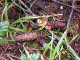 Xeromphalina fulvipes image