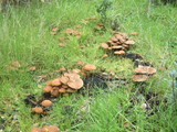 Psathyrella piluliformis image