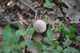 Leccinum holopus image