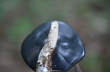 Leccinum holopus image