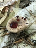 Hydnellum scrobiculatum image