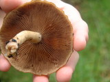 Psathyrella piluliformis image
