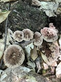 Hydnellum scrobiculatum image