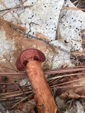 Cortinarius harrisonii image