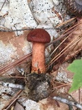 Cortinarius harrisonii image