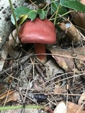 Cortinarius harrisonii image