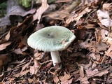 Russula parvovirescens image