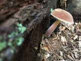 Austroboletus gracilis image