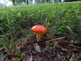 Amanita parcivolvata image