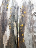 Dacrymyces capitatus image