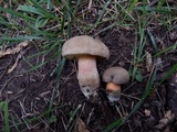 Caloboletus inedulis image