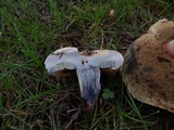Caloboletus inedulis image