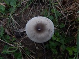 Amanita sect. Vaginatae image