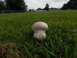 Calvatia cyathiformis image