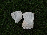 Calvatia cyathiformis image