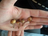 Psilocybe coprophila image