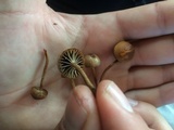 Psilocybe coprophila image