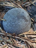 Bovista plumbea image