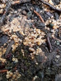 Sphaerobolus stellatus image