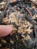 Sphaerobolus stellatus image