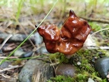 Gyromitra infula image