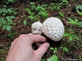 Calvatia sculpta image