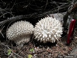 Calvatia sculpta image