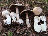 Agaricus silvicola image