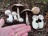 Agaricus silvicola image