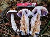 Cortinarius alboviolaceus image