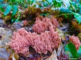 Ramaria araiospora image